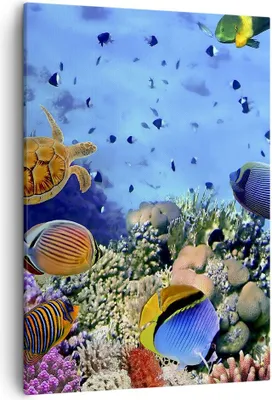 Produktbild von Bild auf Leinwand - Leinwandbild - Einteilig - Korallenriff - 50x70cm - Wand Bild - Wanddeko - Wandbilder - Leinwanddruck - Kunstdruck - Wanddekoration - Leinwand bilder - Wandbild - PA50x70-3569