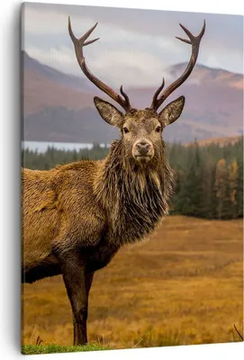 Produktbild von Bild auf Leinwand - Leinwandbild - Einteilig - Rehe Wiese Berge - 50x70cm - Wand Bild - Wanddeko - Wandbilder - Leinwanddruck - Kunstdruck - Wanddekoration - Leinwand bilder - Wandbild - PA50x70-4231