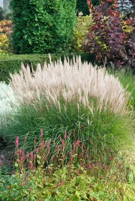 Produktbild von Miscanthus sinensis 'Sarabande', Chinaschilf, ca. 11x11 cm Topf