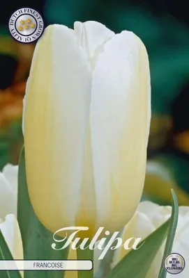 Artikelbild 1 von 'Tulpe Francoise (10 Stück)' aus der Kategorie Tulpenzwiebeln