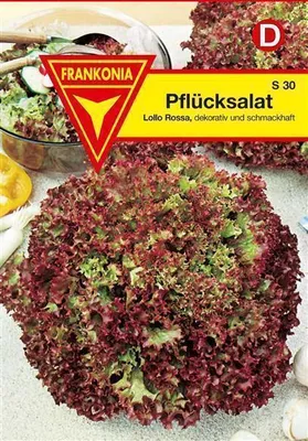 Produktbild von Pflücksalat Lollo Rossa rot