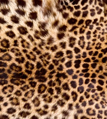 Produktbild von Fototapete - Leopard Skin 225x250cm - Vliestapete