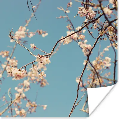 Produktbild von MuchoWow® Poster Blüte 100x100 cm - Babyzimmer