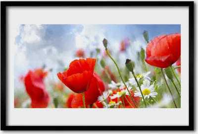 Produktbild von Bild 60x40 MDF-Rahmen Wandkunst Mohnblumen-Gänseblümchen-Blumen