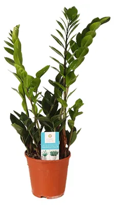 Zdjęcie produktu dla Zamioculcas Zamiifolia - 35-45cm - Ø14cm - Roślina doniczkowa - Zimozielony