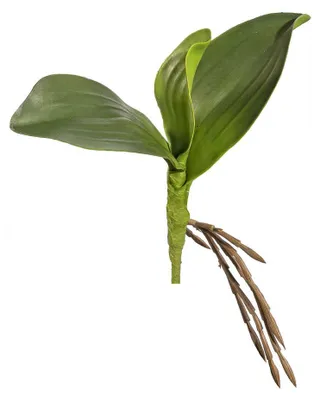Produktbild von Künstl. ORCHIDEENLAUB 25cm. Mit 3 Orchideenblätter und Luftwurzeln.
