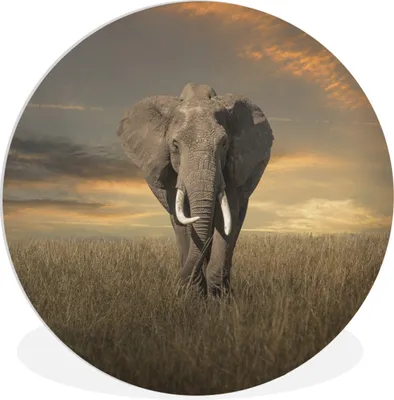 Produktbild von MuchoWow® Rundes Wandbild - Runde Bilder Elefant - Tiere - Gras - Natur Ø 60 cm Kreis Wanddekoration Kunststoff - Wandkreis - Wandschmuck - Wand Kreis - Das Schlafzimmer - Die Bilder - Wandmalerei - Kunst für das Haus - das Plastik