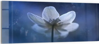 Produktbild von DEQORI Glasbild Echtglas 150x60 cm 'Ätherische Blüte' Wandbild Bild modern Deko