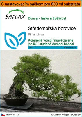 Obrázek produktu pro SAFLAX Garden in the bag - Středomořská borovice - Pinus pinea - 6 Semena - S pěstebním substrátem v praktickém samovztyčovacím sáčku