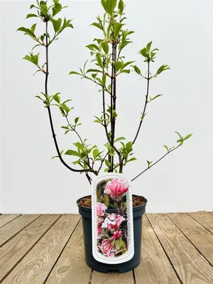 A potted plant with pink flowers and green leaves, placed on a wooden surface against a white background.