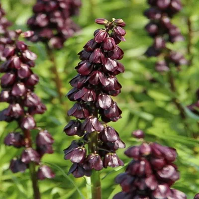 Produktbild von Blumenzwiebeln Zwiebeln Blumen Fritillaria Schachblume Purple Dynamite 1 St.
