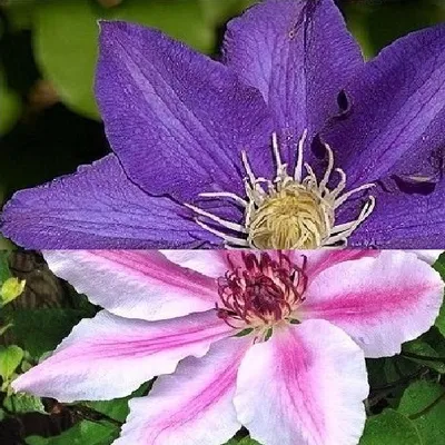 A close-up view of two clematis flowers, one purple and one pink and white, with green foliage in the background.