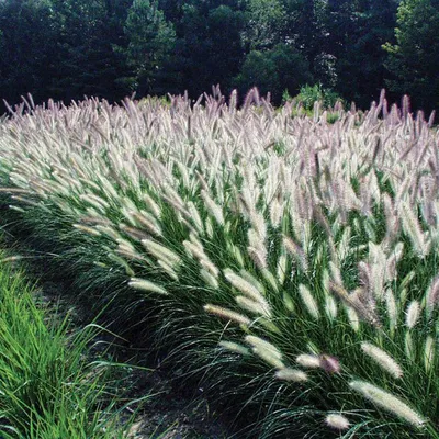 Panicum Virgatum ‚Heavy Metal‘ – Blaues Ziergras, Winterhart & Pflegeleicht Für Sonnige Gärten