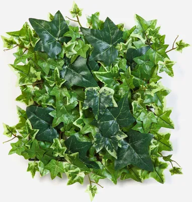 Produktbild von artplants.de Künstliche Efeu Matte Linda, 144 Blätter, weiß - grün, 30x30cm - Efeu Deko - künstlicher Efeu
