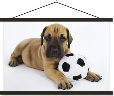 Produktbild von MuchoWow® Textilposter Ein brauner Welpe mit einem Fußball 150x100 cm mit schwarzem Rahmen - Schlafzimmer