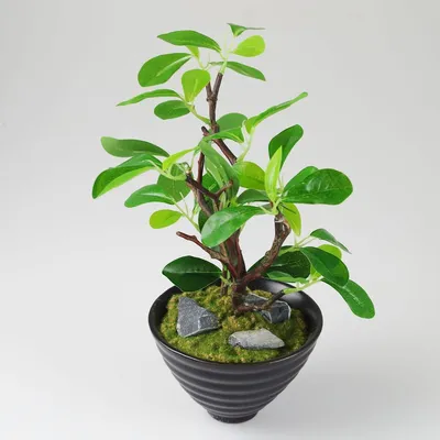 Produktbild von Dekopflanze grün in Keramikschale 30cm Ficus Grünpflanze Feige Kunstpflanze