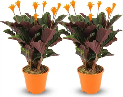 Immagine prodotto di Calathea Crocata – 2 piante – Ø 14 cm – Altezza 40-45 cm – Pianta da appartamento con fiori arancioni – Fiori esotici – Ama l'umidità