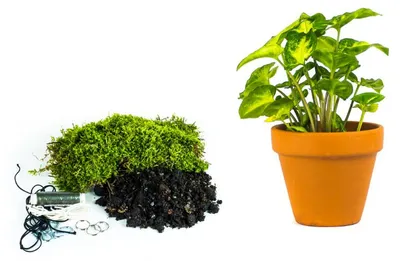 Produktbild von Gardners Kokedama "Selbst gestalten" Syngonium Pixie (Größe L)