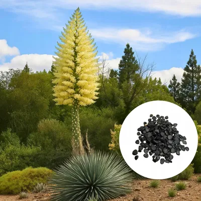 Obrázek produktu pro Semena Hesperoyucca Whipplei - balení 5 ks - Exotická semena - Mrazuvzdorná - Juka Whippleova
