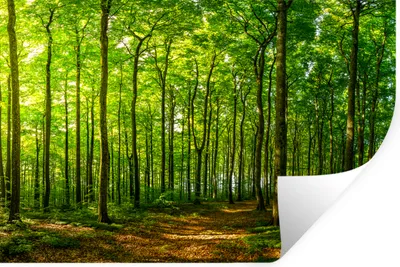 Produktbild von MuchoWow® - Selbstklebend - Fototapeten