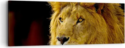 Produktbild von Bild auf Leinwand - Leinwandbild - Löwe Tiere Tierwelt - 90x30cm - Wand Bild - Wanddeko - Wandbilder - Leinwanddruck - Bilder - Kunstdruck - Wanddekoration - Leinwand bilder - Wandkunst - AB90x30-1237