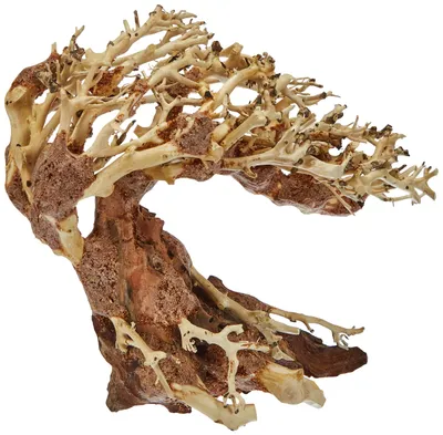 Produktbild von Amtra A8147651 Holz Oriental Wind 3, S
