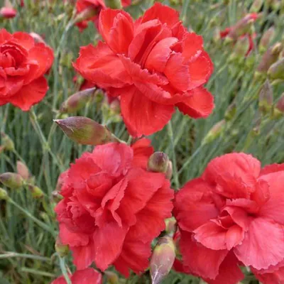 Produktbild von 6 x Feder Nelke  - Dianthus plumarius 'Heidi'  | Topf 9cm x 9cm