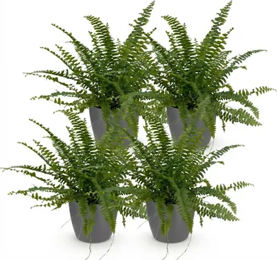 Image de Fougère Nephrolepsis Exaltata Green Lady - Lot de 4 plantes d'intérieur en pot