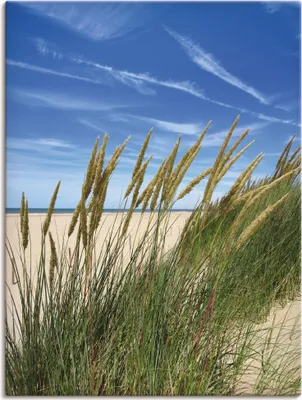 Produktbild von ARTland Leinwandbild Blühendes Strandgras Größe: 60x80 cm
