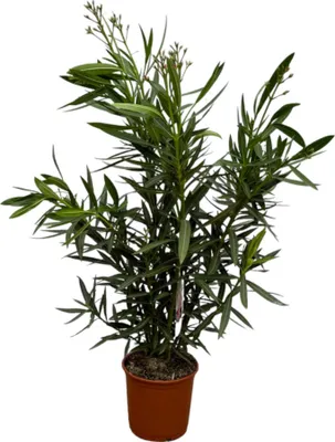Produktbild von Trendyplants - Nerium Oleander Strauch mit roter Blüte - Höhe 100-120 cm - Gartenpflanze - Topfgröße Ø22cm
