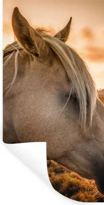 Produktbild von MuchoWow® Wandtattoo Wandsticker Wandaufkleber Pferd - Tiere - Porträt 60x120 cm Selbstklebend und Repositionierbar - Selbstklebend - Fototapeten