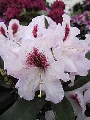 Produktbild von Rhododendron Hybride Maroon Sappho - Großblumige Alpenrose 30-40