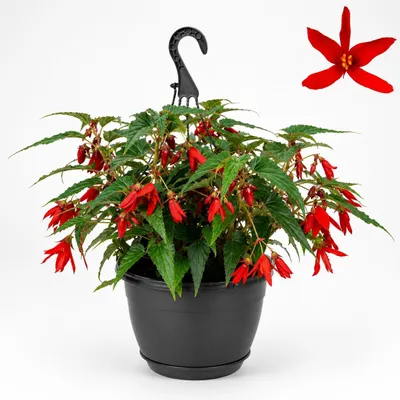 Produktbild von Begonia pendula - Hängebegonie - rot - 24cm Hängeampel - 30cm