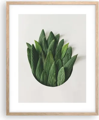 Produktbild von Gerahmtes Poster - Rahmen in heller Eiche - Salbei Medizin Blätter - 40x50 cm - Wand Bild - Wanddeko - Wandbilder - Kunstposter - Wandposter - Bilderrahmen - Bilder - Kunstdruck - P2NPA40x50-4859