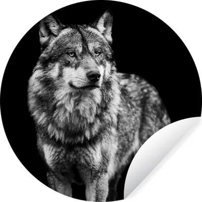 Produktbild von MuchoWow® Runde Wandtattoo - Wandsticker Tapete Aufkleber Wolf - Tiere - Wild - Schwarz - Weiß Ø 100 cm Selbstklebend und Repositionierbar - Wandaufkleber - Kreis - Tapetenkreis - Wandbild rund - Schlafzimmerdekoration - Wanddeko - runde Tapete - Kunst für zu Hause
