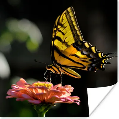 Produktbild von MuchoWow® Poster Schmetterling - Botanisch - Blume 100x100 cm - Babyzimmer