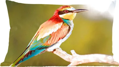 Produktbild von MuchoWow® Zierkissen Sofakissen Wohnzimmer Dekokissen 60x40 cm Vögel - Bienenfresser - Regenbogen - Tiere - Kopfkissen - Polster mit Foto