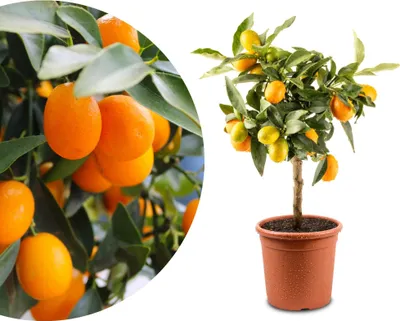 Produktbild von Meine Orangerie Mini-Zitruspflanze im Ø15 cm Topf – Kumquat – Höhe inkl. Topf ca. 40–50 cm – Mediterranes Flair für Balkon & Wohnung