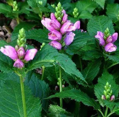 Obrázek produktu pro 6 x Chelone obliqua - hadí hlava - květináč 9 x 9 cm