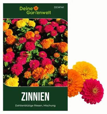 Produktbild von Zinnien Dahlienblütige Riesen, Mischung Samen - Zinnia elegans - Zinniensamen - Blumensamen - Saatgut für 70 Pflanzen