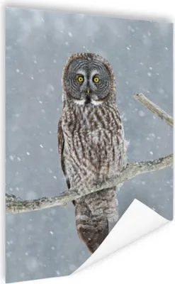 Produktbild von MuchoWow® Poster Eule im Schnee 120x160 cm - Wandbilder