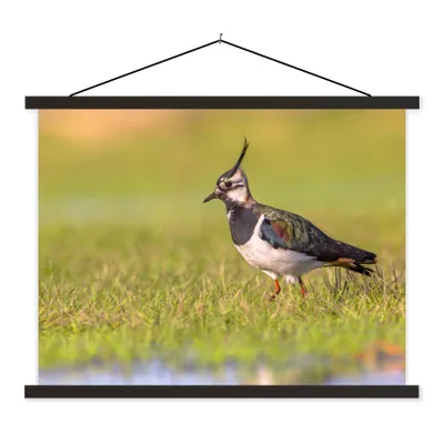 Produktbild von MuchoWow® Textilposter Vogel - Gras - Natur - Tiere - Kiebitz 40x30 cm mit schwarzem Rahmen - Dekorationen