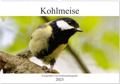 Produktbild von Kohlmeise - Fotografiert von Ostfriesenfotografie (Wandkalender 2025 DIN A2 quer), CALVENDO Monatskalender
