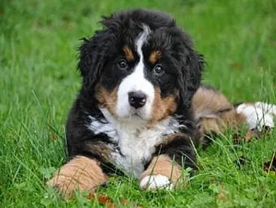 Produktbild von Lais Puzzle Berner Sennenhund 1000 Teile