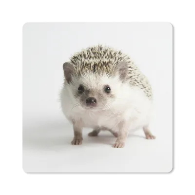 Produktbild von MuchoWow® Mauspad Mousepad Igel - Weiß - Nase 20x20 cm - Mousepads - Maus Mat - Pad - Mausunterlage - Desk Mat - Bureauartikeln