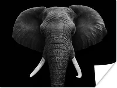 Produktbild von MuchoWow® Poster Elefant - Wildtiere - Schwarz - Weiß - Porträt 120x90 cm - Wandbild