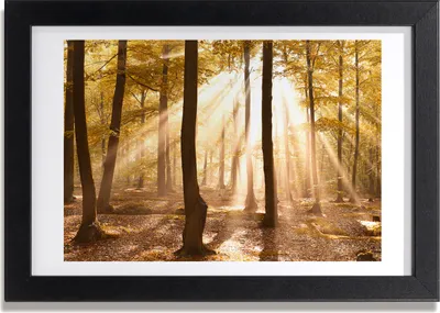 Produktbild von Bild 30x20 MDF-Rahmen, Wandkunst Wald im Herbst