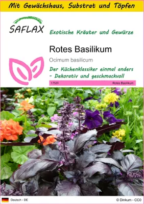 Produktbild von SAFLAX Anzucht Set - Rotes Basilikum - Ocimum basilicum - 200 Samen - Mit Mini-Gewächshaus, Anzuchtsubstrat und 2 Töpfen