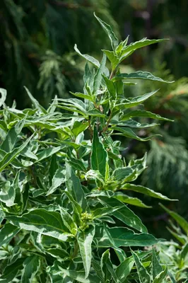Produktbild von Diervilla sessiliflora 'Butterfly', gelb, 80–100 cm