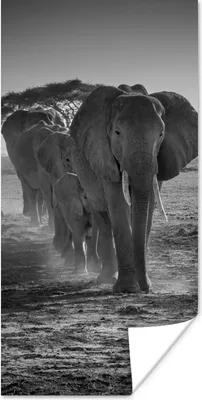 Produktbild von MuchoWow® Poster Elefanten in Kenia in Schwarz und Weiß 60x120 cm - Wandschmuck